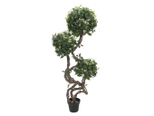 EUROPALMS<br>Ficus Multi Spiralstamm, Kunstpflanze, 160cm<br>Artikel-Nr: 82501563