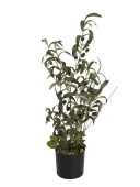 EUROPALMS<br>Olivenbäumchen, Kunstpflanze, 68 cm<br>Artikel-Nr: 82506421