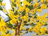 EUROPALMSForsythienbaum mit 3 Stämmen, Kunstpflanze, gelb, 150cmArtikel-Nr: 82507102