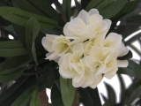 EUROPALMSOleanderbaum, Kunstpflanze, weiß, 120 cmArtikel-Nr: 82507246