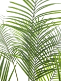 EUROPALMSGroßblatt-Areca, Kunstpflanze, 185cm
