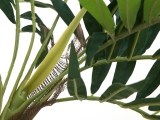 EUROPALMSParlour Palme, Kunstpflanze, 150cm
