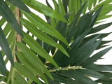 EUROPALMSParlour Palme, Kunstpflanze, 150cm