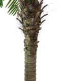EUROPALMSPhönixpalme luxor, Kunstpflanze, 150cm