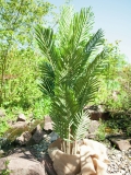 EUROPALMSKentia Palme, Kunstpflanze, 140cm
