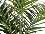 EUROPALMSKentia Palme, Kunstpflanze, 240cm