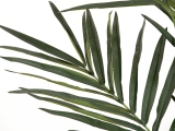 EUROPALMSKentia Palme, Kunstpflanze, 300cm