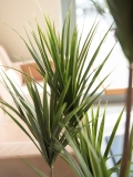 EUROPALMSYucca Palme, Kunstpflanze, 130cm