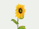 EUROPALMSSonnenblume, Kunstpflanze, 70cmArtikel-Nr: 82522097