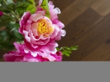 EUROPALMSPfingstrose, rosé, Kunstpflanze, 90cmArtikel-Nr: 82523011