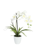 EUROPALMS<br>Orchideen-Arrangement 1, künstlich<br>Artikel-Nr: 82530346