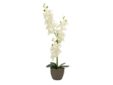 EUROPALMS<br>Orchidee, Kunstpflanze, cremefarben, 80cm<br>Artikel-Nr: 82530361