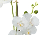 EUROPALMSOrchidee, Kunstpflanze, weiß, 80cmArtikel-Nr: 82530362