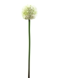 EUROPALMS<br>Alliumzweig, künstlich, cremefarben, 55cm<br>Artikel-Nr: 82530567