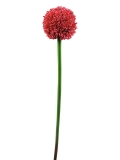 EUROPALMS<br>Alliumzweig, künstlich, rot, 55cm<br>Artikel-Nr: 82530568