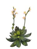 EUROPALMS<br>Steinrose (EVA), Kunstpflanze, pink, 32cm<br>Artikel-Nr: 82530572