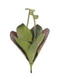 EUROPALMS<br>Seerose (EVA), Kunstpflanze,geschlossen, grün, 45cm<br>Artikel-Nr: 82530575