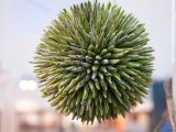 EUROPALMSSukkulenten Kugel (EVA), Kunstpflanze, grün, 20cm