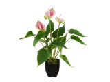 EUROPALMS<br>Anthurie, Kunstpflanze, weiß pink<br>Artikel-Nr: 82540348