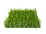 EUROPALMS<br>Artificial grass tile, sun, 25x25cm<br>Article-No: 82600085