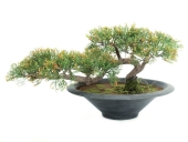 EUROPALMS<br>Bonsai-Zeder, Kunstpflanze, 40cm<br>Artikel-Nr: 82600113