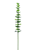 EUROPALMS<br>Kristalleukalyptus, Kunstpflanze, grün, 81cm 12x