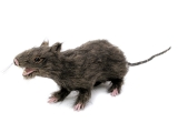 EUROPALMS<br>Ratte, lebensecht mit Fell 30cm
