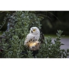 Star TradingLED solar rod Owl beige 482-25Article-No: 620855