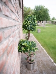 EUROPALMSFicus spiral trunk, artificial plant, 160cmArticle-No: 82501563