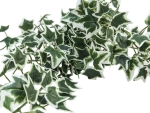 EUROPALMSHolland ivy bush tendril classic, artificial, 70cm