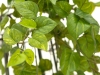 EUROPALMSPothos bush tendril premium, artificial, 170cm