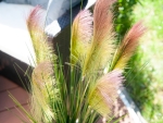 EUROPALMSFeather grass, artificial, rosé, 90cm