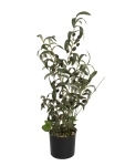 EUROPALMSOlivenbäumchen, Kunstpflanze, 68 cm