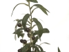 EUROPALMSOlive tree, artificial plant, 68 cmArticle-No: 82506421