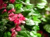 EUROPALMSBougainvillea, Kunstpflanze, rot, 150cmArtikel-Nr: 82507055