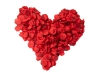 EUROPALMSRose Petals, artificial, red, 500xArticle-No: 82508954
