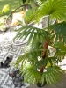 EUROPALMSFan palm, artificial plant, 165cmArticle-No: 82509305