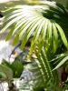 EUROPALMSFan palm, artificial plant, 165cmArticle-No: 82509305