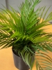 EUROPALMSAreca Palm, artificial plant, 46 cm