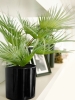 EUROPALMSFan palm, artificial plant, 55cm