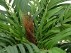 EUROPALMSAreca Palme, Kunstpflanze, 140cm