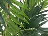 EUROPALMSParlor palm, artificial plant, 150cm