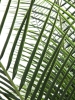 EUROPALMSPhönix Palme deluxe, Kunstpflanze 220cm