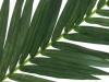 EUROPALMSCoconut king palm branch, artificial, 150cm