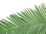 EUROPALMSCoconut king palm branch, artificial, 180cm