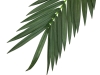 EUROPALMSCoconut king palm branch, artificial, 210cm