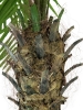 EUROPALMSPhoenix palm tree luxor, artificial plant, 150cm