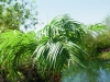EUROPALMSPhoenix palm tree luxor, artificial plant, 150cm