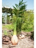 EUROPALMSPhönix Palme, Kunstpflanze, 240cm