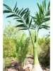 EUROPALMSPhönix Palme, Kunstpflanze, 240cm